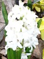 White Flowers 1